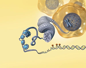 Double Helix Model Impressions: Cellular packaging of DNA, artwork