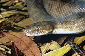 Australian Snakes Impressions: Childrens python