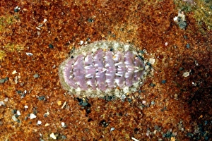 Marine Invertebrates Impressions: Chiton shell