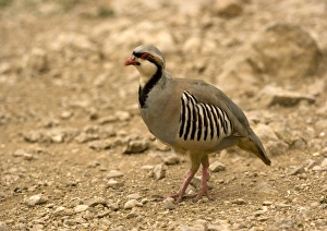 Greek Nature Reserve Impressions: Chukar