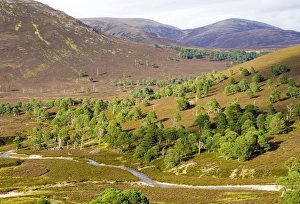 Scottish Wilderness Photography Impressions: Cleared scots pine forest