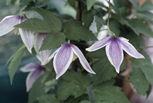 Exotic Flower Photography Impressions: Clematis Blue Eclipse flowers