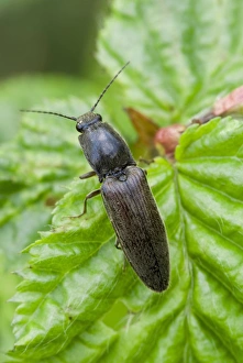 Click Beetle Impressions: Click beetle