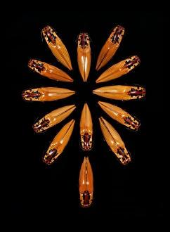 Amazon Basin Insects Impressions: Click beetles