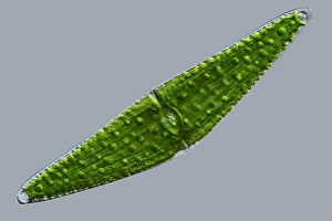 Images datées du 8 mars 2013: Cléristium desmides, image à microscope de faible puissance