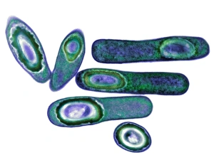 Antibiotic Resistant Bacteria Impressions: Clostridium difficile bacteria, TEM