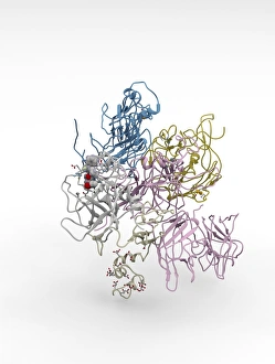 Images datées du 15 août 2012: Facteur de coagulation complexe molécule C014/0139
