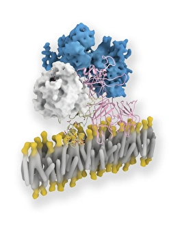 Blood Clotting Process Impressions: Coagulation factor complex molecule C014 / 0410