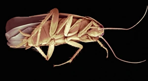 Insect Scanning Electron Microscopy Impressions: Cockroach, SEM