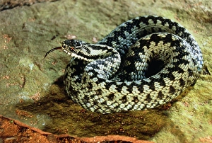 Venomous Reptiles Impressions: Coiled adder
