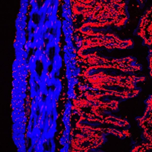 Impressions de Le linteau du côlon. Micrographie de fluorescence confocale d'un linteau de souris (intestin large). Le côlon commence à la petite intestine et se termine au rectum Images datées de 2006 juin: Ligne de colonne