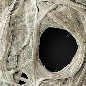 Madagascar Rainforest Wildlife Impressions: Comet Moth Cocoon Detail