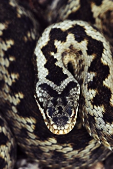 Common Adder Impressions: Common adder