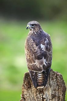Woodland Birds UK Impressions: Common buzzard