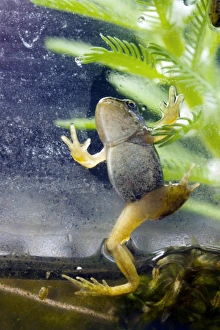 European Frogs Impressions: Common frog