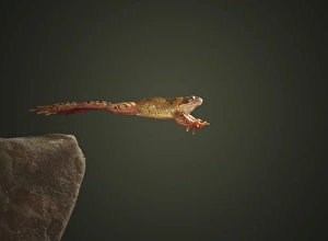 European Frogs Impressions: Common frog leaping