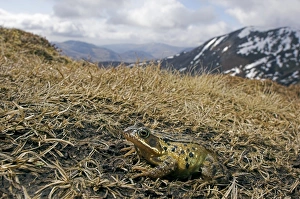 Impressions de La grenouille commune (Rana temporaria) migre vers le haut pour se reproduire dans un bassin de moorlande à une altitude de 840 mètres au-dessus du niveau de la mer Images datées de 2006 décembre: Le grenouille commun en migration