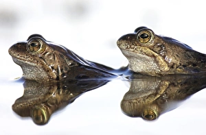 European Frog Species Impressions: Common frogs spawning