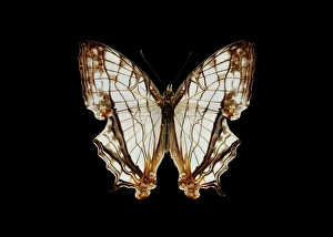 Southeast Asian Insects Impressions: Common map butterfly