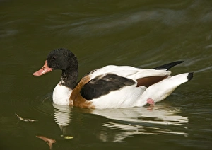 Birds In Autumn Impressions: Common shelduck