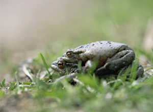Common Toad Mating Impressions: Common toads mating