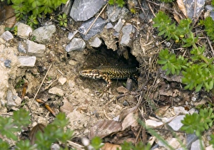 French Nature Photography Impressions: Common wall lizard