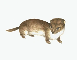 Mustela Nivalis Impressions: Common weasel, artwork