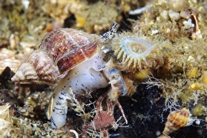 Impressions de La coquille commune ( Buccinum undatum ). Cette molusque marine comestible peut atteindre jusqu'à 11 centimètres de longueur. Photo prise dans la Mer Blanche, Russie Images datées de 2011 août: Poulpe commun de roche