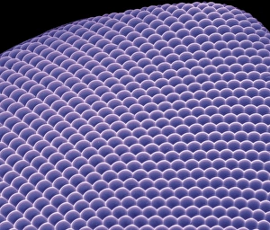Compound Eye SEM Impressions: Compound eye, SEM