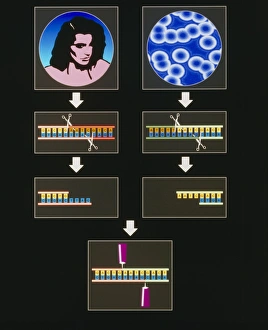 Deoxyribonucleic Acid (DNA) Impressions: Computer artwork of genetic engineering process