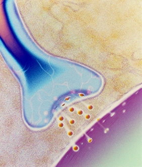 Nerve Synapse Impressions: Computer artwork of a nerve synapse