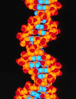 Double Helix Model Impressions: Computer artwork of a segment of beta DNA