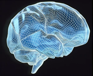 Impressions de Artwork informatique d'un modèle à grille de filaments du cerveau Images datées de 2002 juin: Artwork informatique d'un modèle en filigrane de cerveau