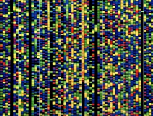 ADN Impressions: Écran de computer montrant une séquence génétique humaine