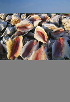 Seashell Images Impressions: Conch shells