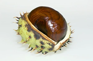 Aesculus Hippocastanum Impressions: Conker