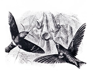 Hummingbird Hawk Moth Impressions: Convergent evolution