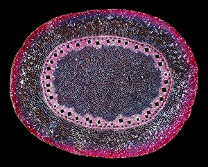 Polarised Light Microscopy Impressions: Corn (Zea mays) root, light micrograph