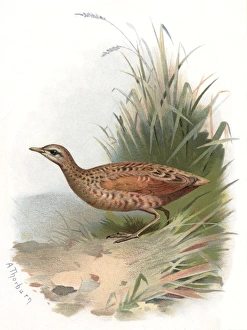 Archibald Thorburn Artwork Impressions: Corncrake, historical artwork