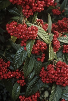 Autumn Foliage Images Impressions: Cotoneaster Cornubia