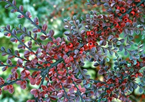 Red Berries In Autumn Impressions: Cotoneaster (Cotoneaster horizontalis)