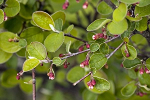 British Wildflowers Pictures Impressions: Cotoneaster integerrimus