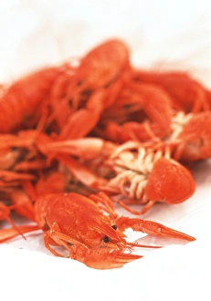 Freshwater Crustaceans Impressions: Crayfish