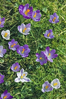 Crocus Flowers Impressions: Crocus sp