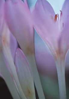 Spring Flowering Plants UK Impressions: Crocuses