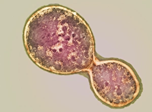Impressions de La cellule de Cryptococcus se divise. Micrographie électronique transmise colorée (TEM) d'une cellule fongique à bourgeonnement asexué (bas droit) du genre Cyptococcus sp Images datées de 2002 août: La cellule de Cryptococcus se divise, TEM (Transmission Électronique Microscopie)