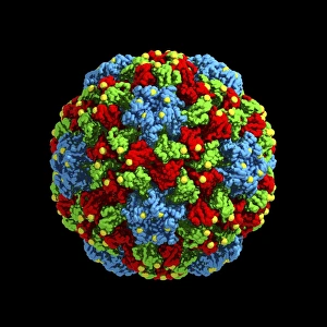 Virus de mosaïque de concombre, modèle informatique