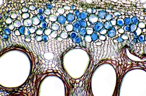 Vascular Bundle Structure Impressions: Cucumber stem, light micrograph