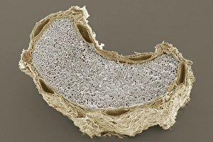 Impressions de Le grain de cumin. Micrographie électronique à balayage coloré (SEM) d'une section transversale d'un grumeau provenant du plant de cumin (Cuminum cyminum) Images datées de 2009 novembre: Graine de cumin, SEM