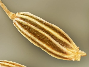 Apiaceae Family Plants Impressions: Cumin, SEM